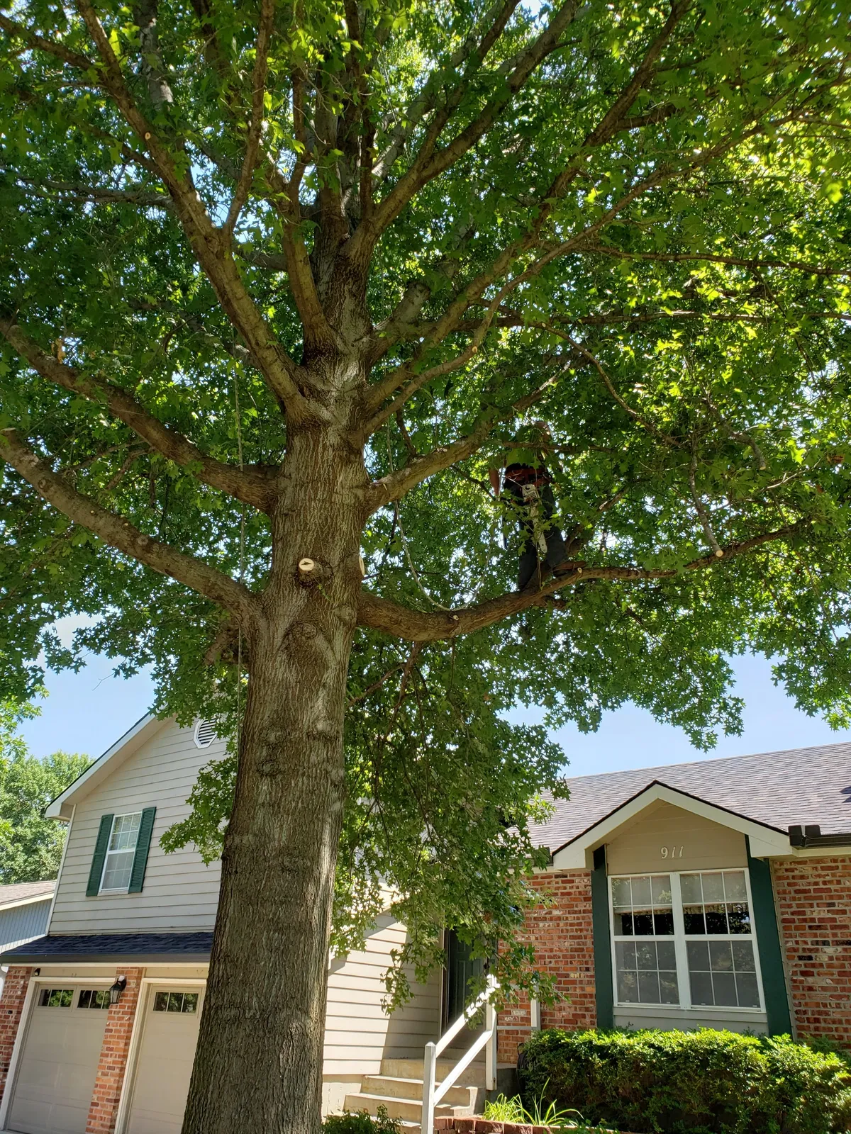 Tree climbing service in Topeka