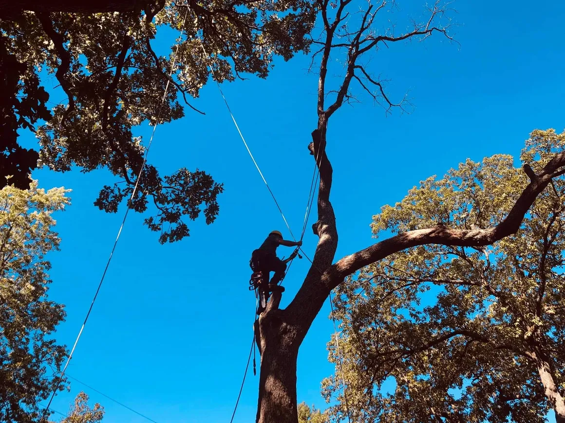 Arborist working on tree in Topeka